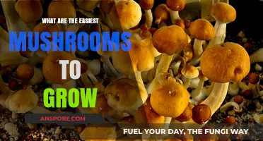 Simple Mushroom Growing: Beginner-Friendly Varieties for Home Cultivation