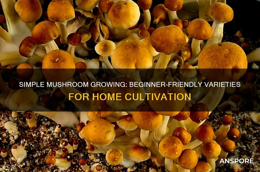 what are the easiest mushrooms to grow