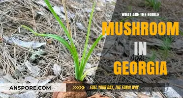 Exploring Georgia's Edible Mushrooms: A Forager's Guide to Safe Finds