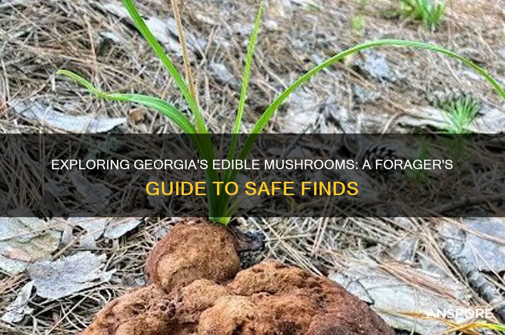 what are the edible mushrooms in georgia