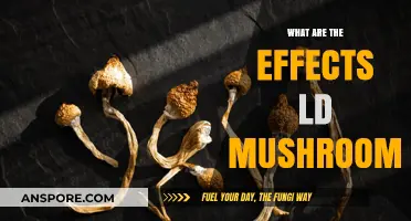 Exploring the Effects of LD Mushrooms: Benefits, Risks, and Insights