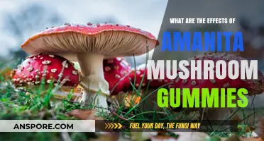Amanita Mushroom Gummies: Unveiling Their Effects and Potential Risks