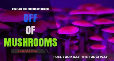 Post-Mushroom Effects: Understanding the Aftermath of Psilocybin Use