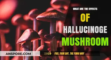 Exploring the Mind-Altering Effects of Hallucinogenic Mushrooms