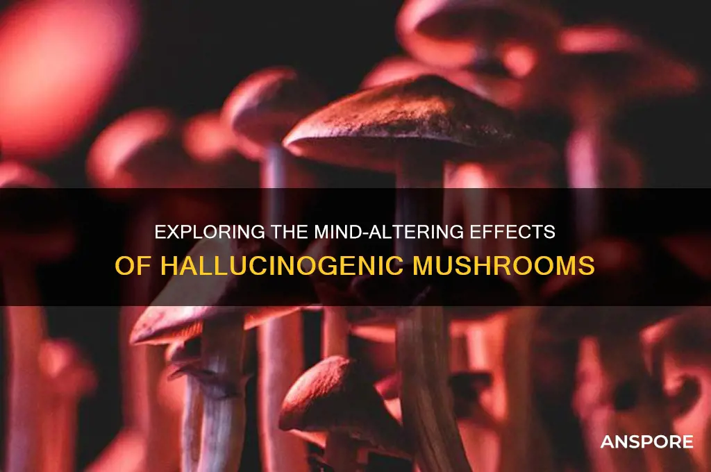 what are the effects of hallucinogenic mushrooms