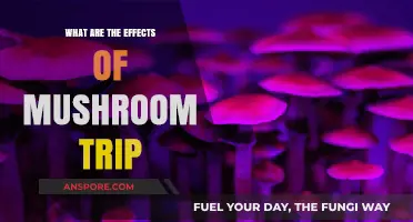 Exploring the Mind-Altering Effects of a Mushroom Trip
