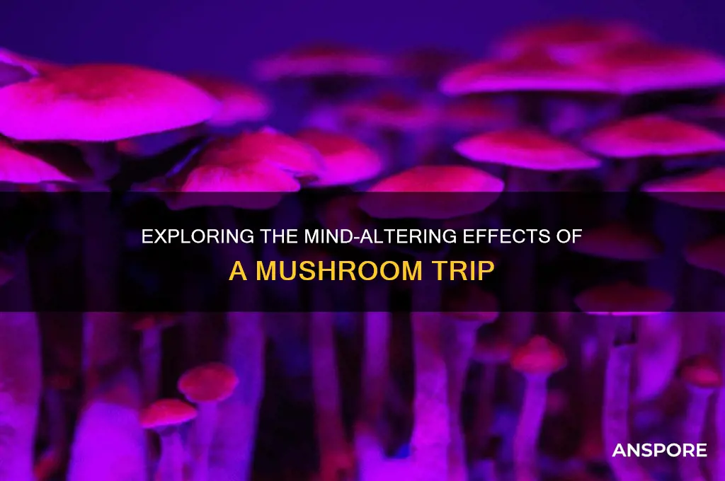 what are the effects of mushroom trip