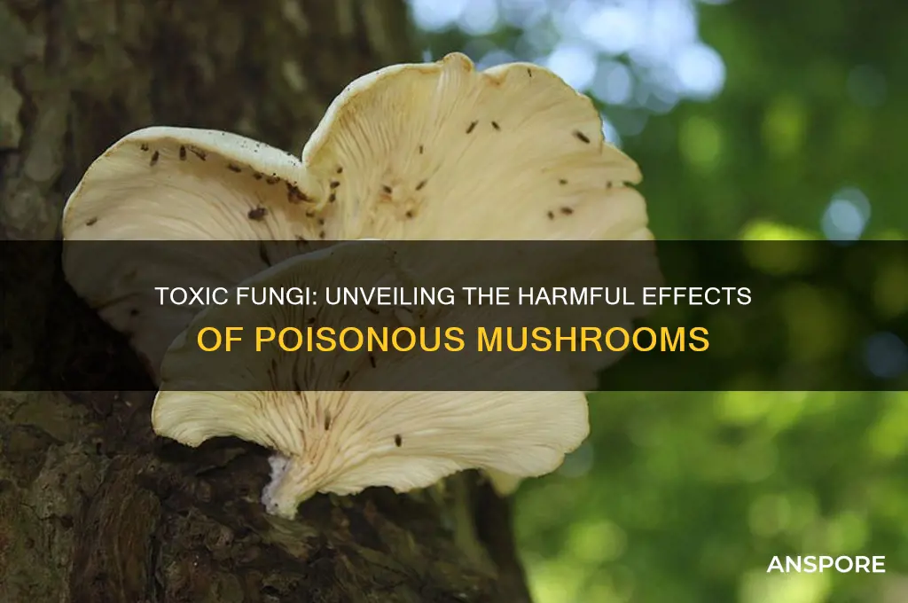 what are the effects of poisonous mushrooms