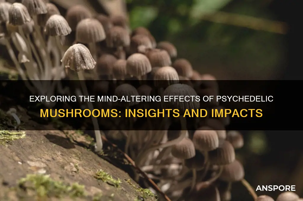 what are the effects of psychadelic mushrooms