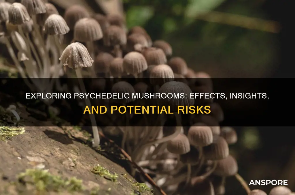 what are the effects of psychedelic mushrooms