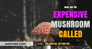 Exploring the World's Priciest Mushrooms: Names and Reasons for Their High Cost