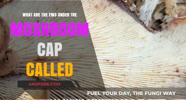 Unveiling the Mystery: What Are the Fins Under Mushroom Caps Called?