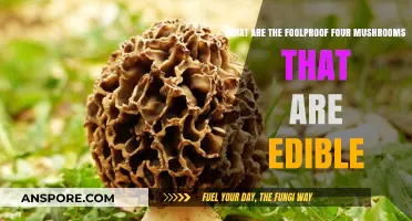 Foolproof Edible Mushrooms: Safest Four Varieties to Forage and Enjoy
