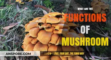 Exploring the Vital Ecological and Nutritional Functions of Mushrooms