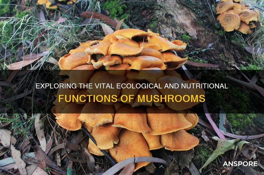 what are the functions of mushrooms