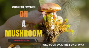 Unveiling the Mystery: Understanding the Fuzzy Parts on Mushrooms
