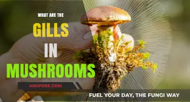 Understanding Mushroom Gills: Structure, Function, and Identification Tips