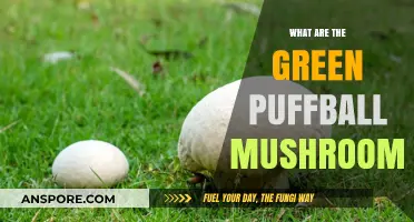 Exploring Green Puffball Mushrooms: Identification, Habitat, and Edibility Guide