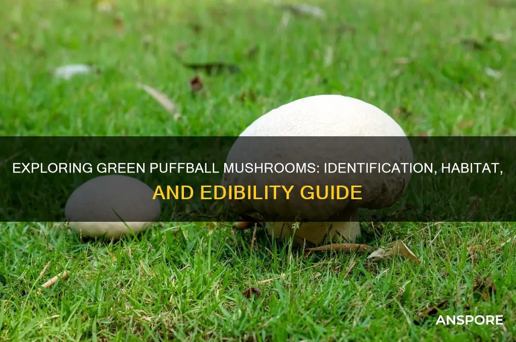 what are the green puffball mushrooms