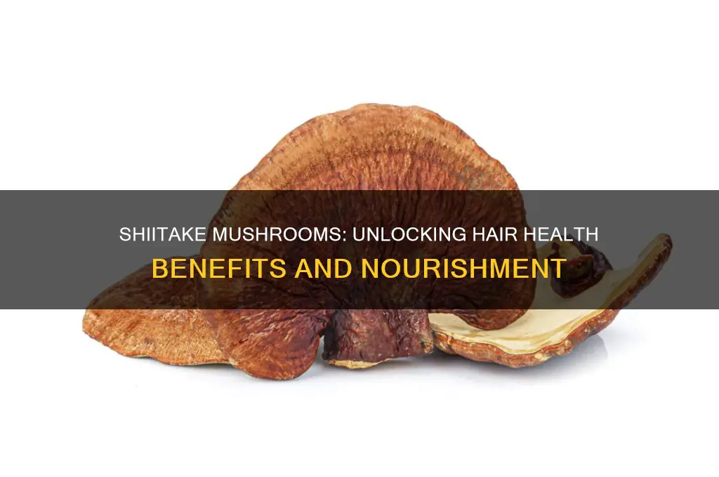 what are the hair benefits of shiitake mushrooms