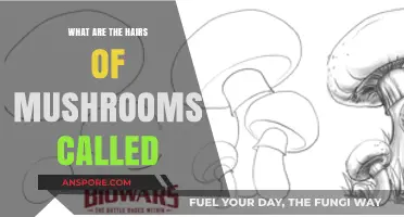 Unveiling the Mystery: What Are Mushroom Hairs Actually Called?