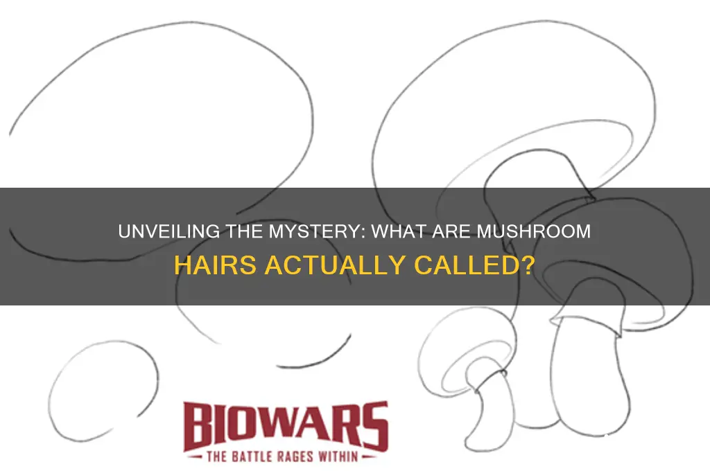 what are the hairs of mushrooms called