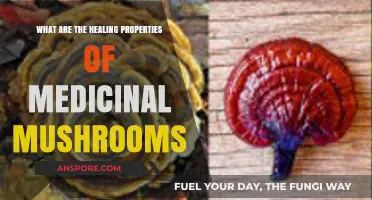 Unlocking Nature's Pharmacy: Medicinal Mushrooms' Healing Properties Explained