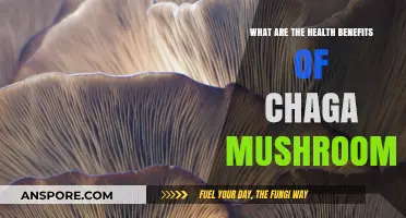 Chaga Mushrooms: Unlocking Powerful Health Benefits for Wellness