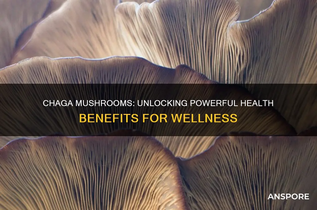 what are the health benefits of chaga mushrooms