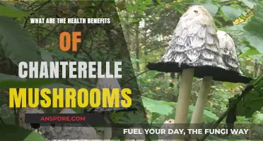 Chanterelle Mushrooms: Unlocking Nutrient-Rich Health Benefits for Wellness