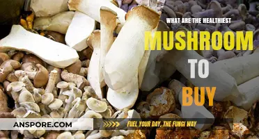 Top Nutritious Mushrooms to Boost Your Health and Wellness