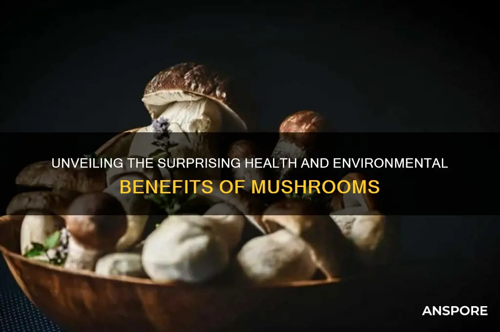 what are the importance of mushroom