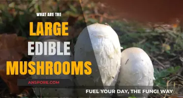 Discovering the Largest Edible Mushrooms: A Guide to Giant Varieties