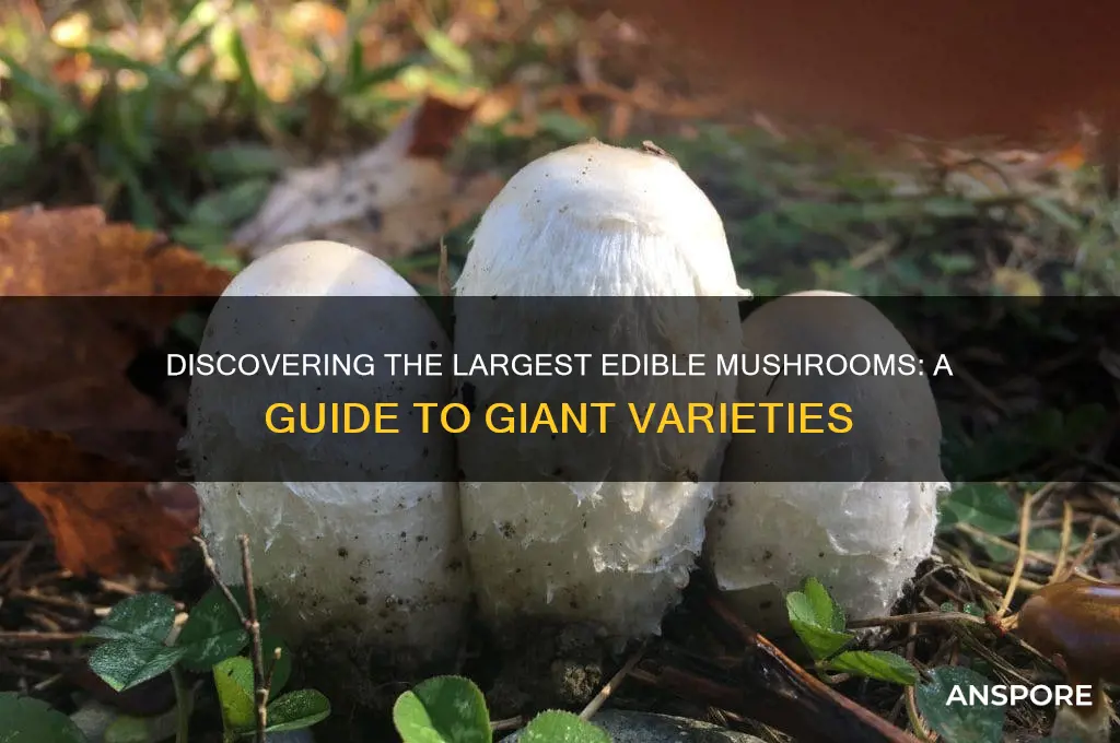 what are the large edible mushrooms