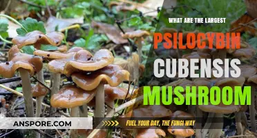 Discovering the World's Largest Psilocybin Cubensis Mushroom Varieties