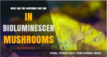Exploring Luciferins: The Bioluminescent Compounds in Glowing Mushrooms