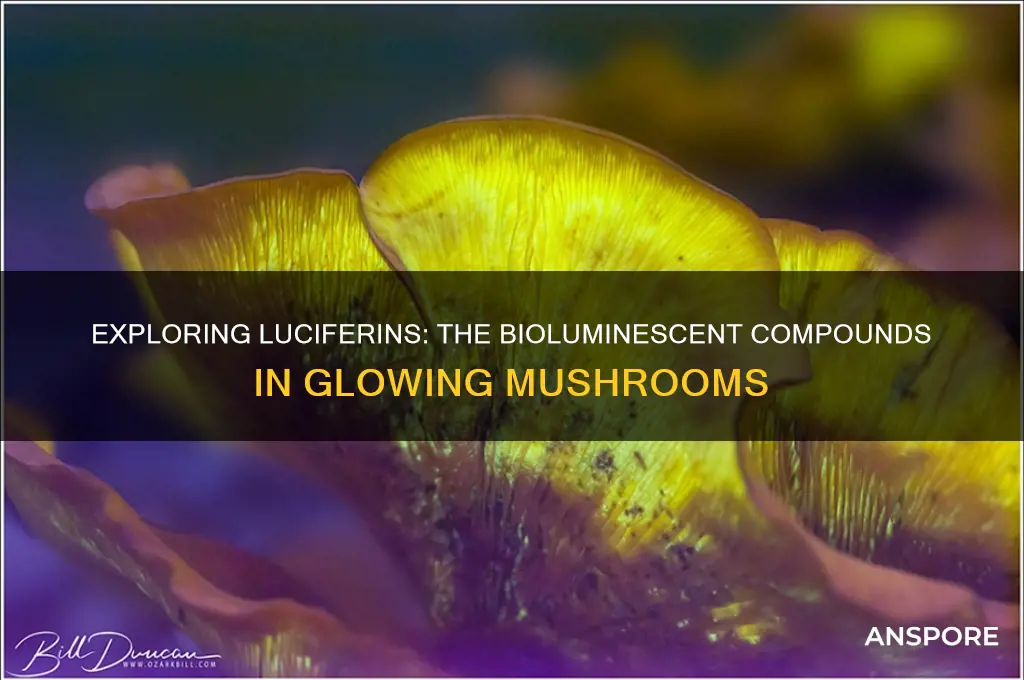 what are the liciferins that are in bioluminescent mushrooms