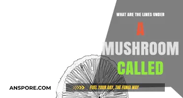 Understanding Mushroom Anatomy: What Are the Lines Under a Mushroom Called?