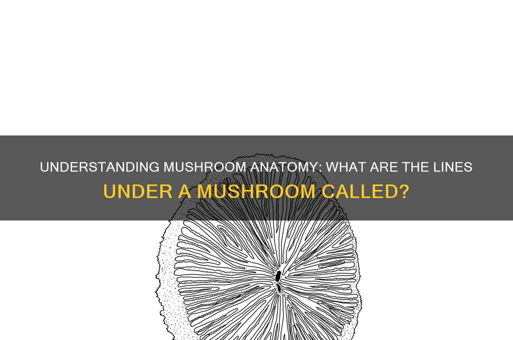 what are the lines under a mushroom called