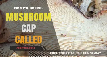 Unveiling the Mystery: What Are the Lines Under a Mushroom Cap Called?