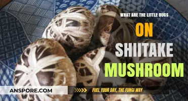 Identifying Tiny Bugs on Shiitake Mushrooms: Causes and Solutions