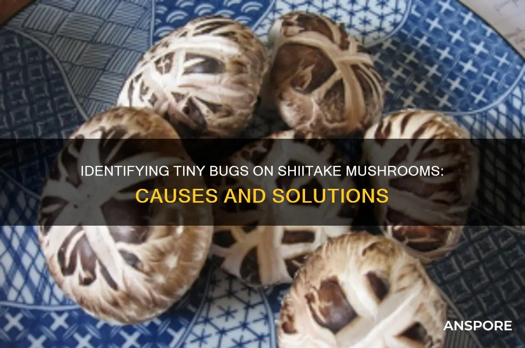 what are the little bugs on shiitake mushrooms