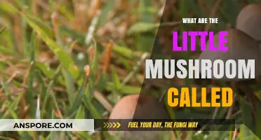 Identifying Tiny Fungi: What Are Those Little Mushrooms Called?