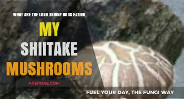 Identifying Long Skinny Bugs Devouring Your Shiitake Mushroom Harvest