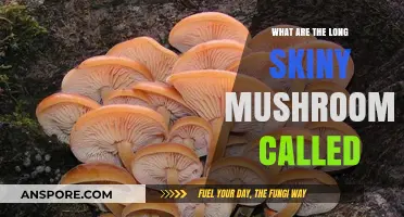 Identifying Enoki Mushrooms: The Long, Skinny Fungi Explained