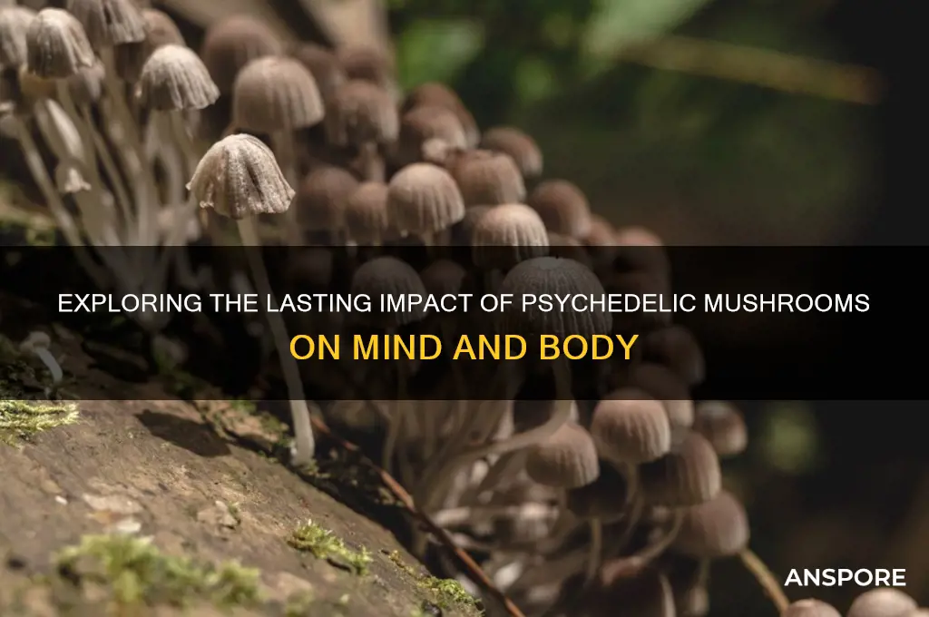 what are the long term effects of psychedelic mushrooms