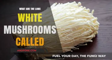Identifying Long White Mushrooms: Names, Types, and Key Characteristics