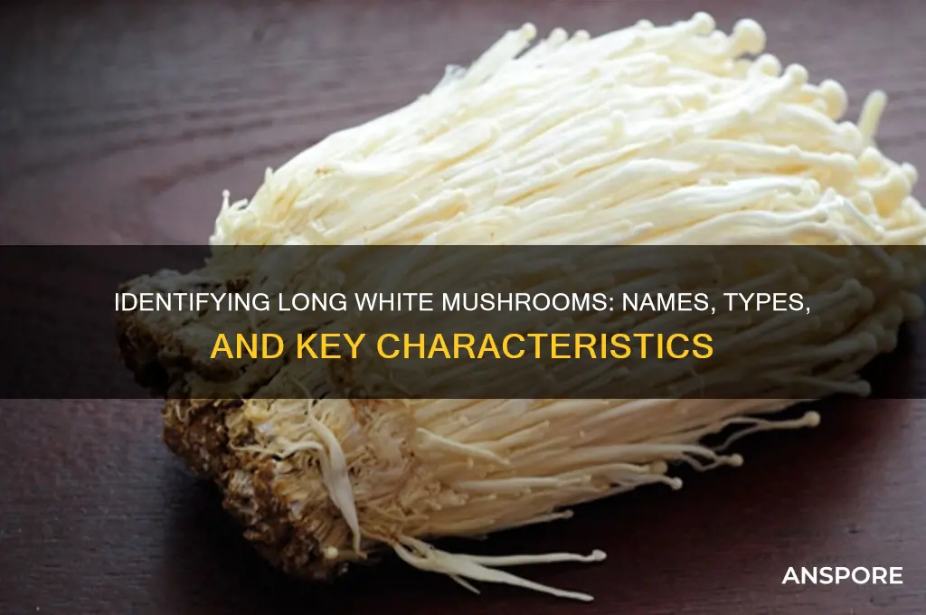 what are the long white mushrooms called