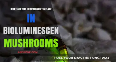 Luciferase Enzyme: Unveiling Bioluminescent Mushrooms' Glowing Secrets
