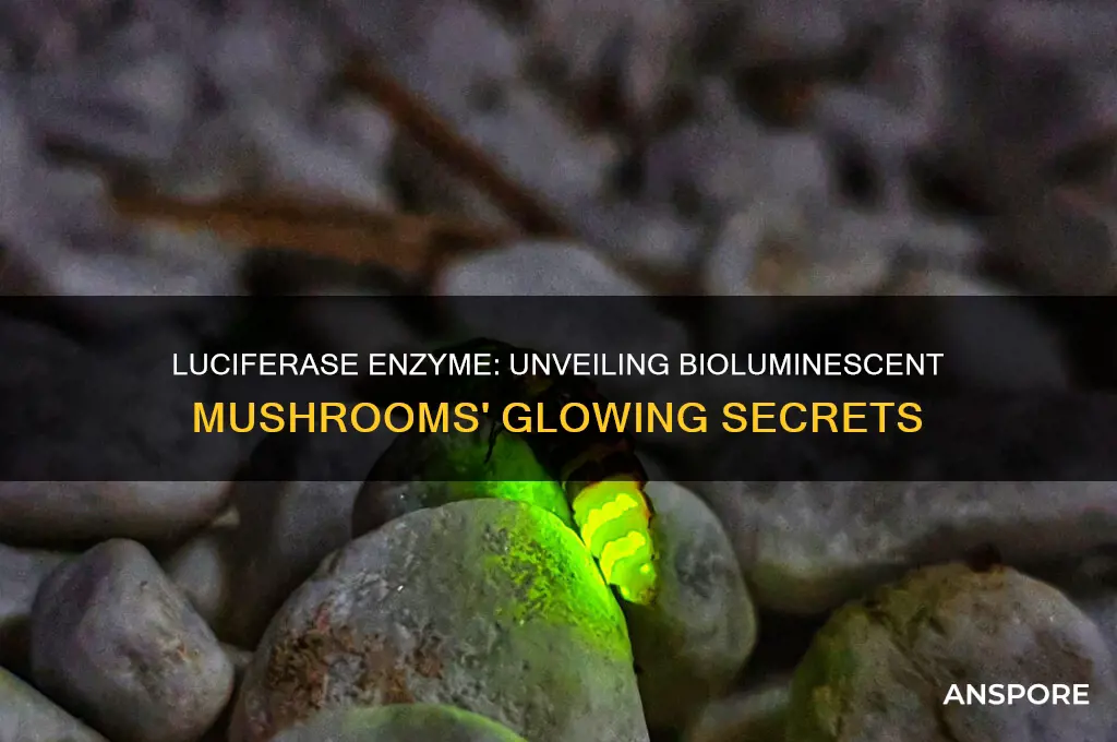 what are the luciferians that are in bioluminescent mushrooms